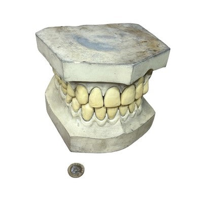 Vintage Large Dental Teaching Model Teeth Jaw Dentist Orthodontic Demonstration